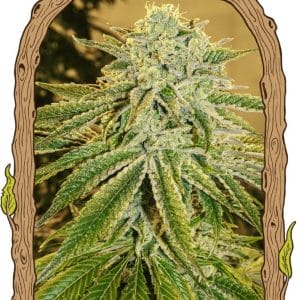 White Banana Auto Feminised Cannabis Seeds by Exotic Seed
