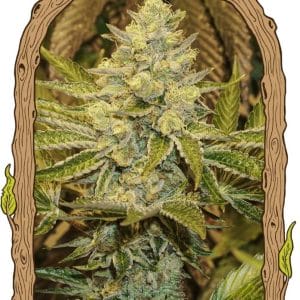 Exotic Animal Feminised Cannabis Seeds by Exotic Seed