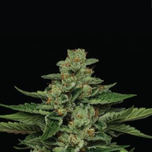 Fortune Cookie Feminised Cannabis Seeds by Humboldt Seed Co.