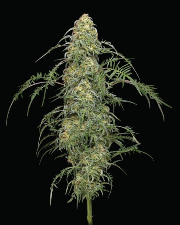 Freakshow Feminised Cannabis Seeds by Humboldt Seed Co