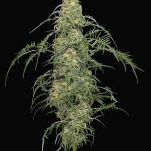Freakshow Feminised Cannabis Seeds by Humboldt Seed Co