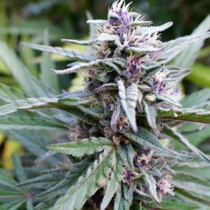 Hi-Biscus Feminised Cannabis Seeds by Humboldt Seed Co.