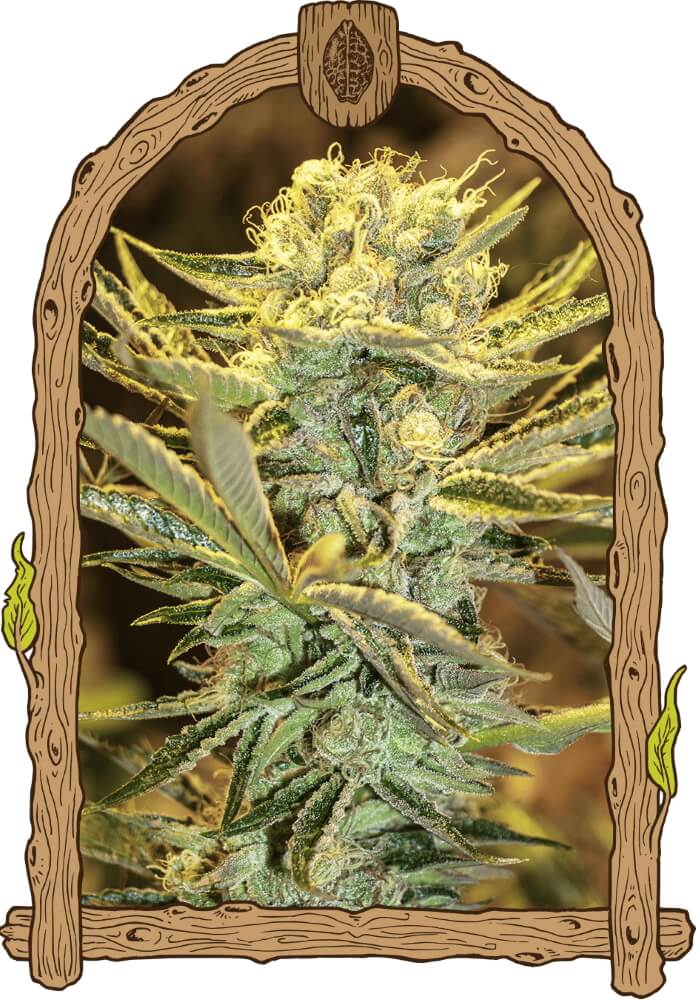 Hippieberry Feminised Cannabis Seeds by Exotic Seed