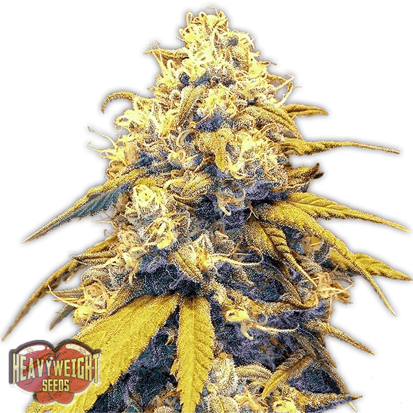 Strawberry Cake Auto Feminised Cannabis Seeds by Heavyweight Seeds