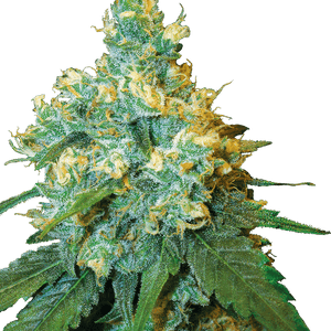 Jack Herer White Label Regular Cannabis Seeds by White Label Seed Company