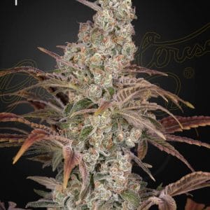Jack's Dream Feminised Cannabis Seeds by Greenhouse Seed Co.