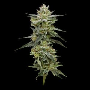 Jelly Rancher Feminised Cannabis Seeds by Humboldt Seed Co.