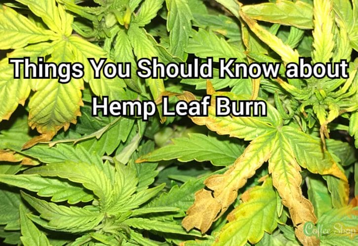 Important Things You Should Know about Hemp Leaf Burn