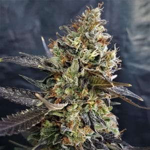 Pineapple Cookies Auto Feminised Cannabis Seeds by Lineage Genetics