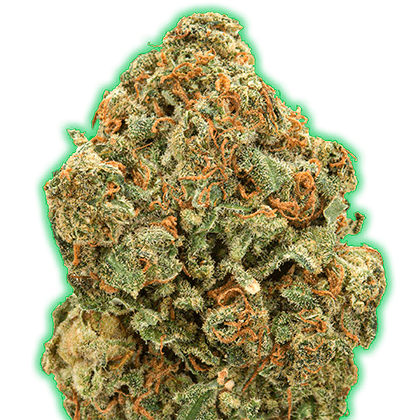 Monster Moby Feminised Cannabis Seeds by Monster Genetics