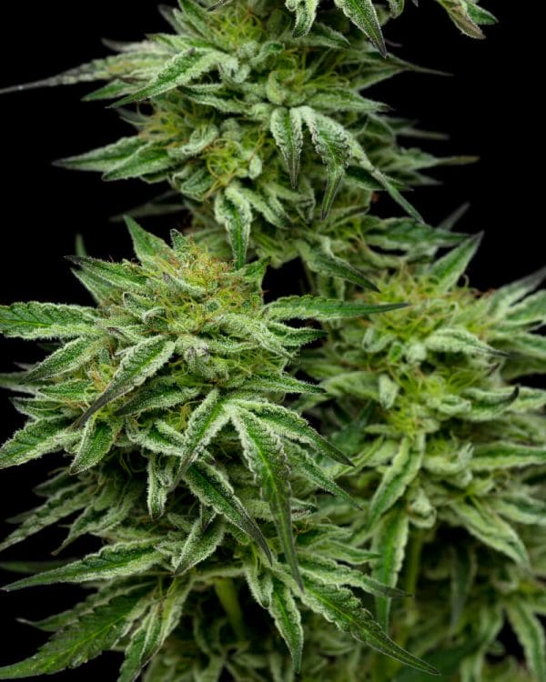 Mountaintop Mint Feminised Cannabis Seeds by Humboldt Seed Co.