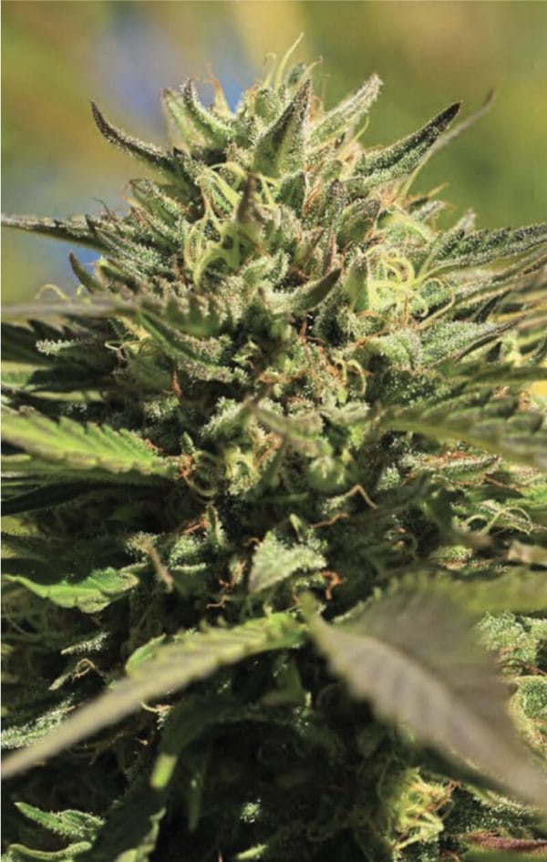 OG Kush Regular Cannabis Seeds by Humboldt Seed Co.