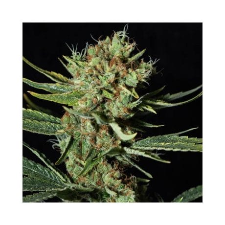 Weed Seeds, Medicinal CBD & Cannabis Seeds, Delivered Across The UK