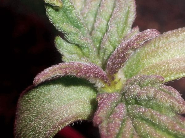 Purple Ghost Candy Feminised Cannabis Seeds by Seedsman