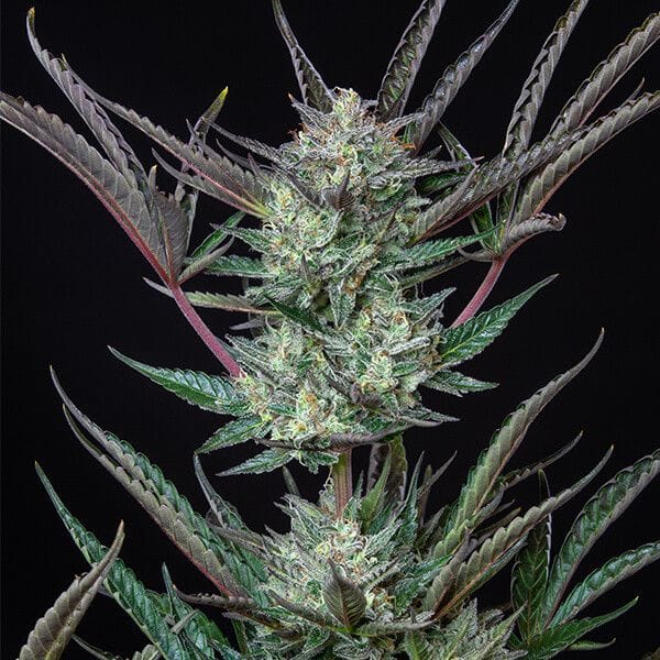Purple Punch Auto Feminised Cannabis Seeds by Royal Queen Seeds