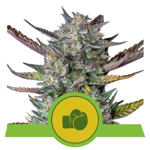 Purple Punch Auto Feminised Cannabis Seeds by Royal Queen Seeds
