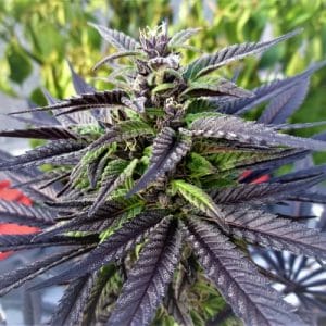 Purple Ghost Candy Feminised Cannabis Seeds by Seedsman