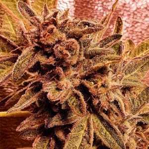 Rawkus runtz faminised cannabis seeds by Holy Smoke Seeds