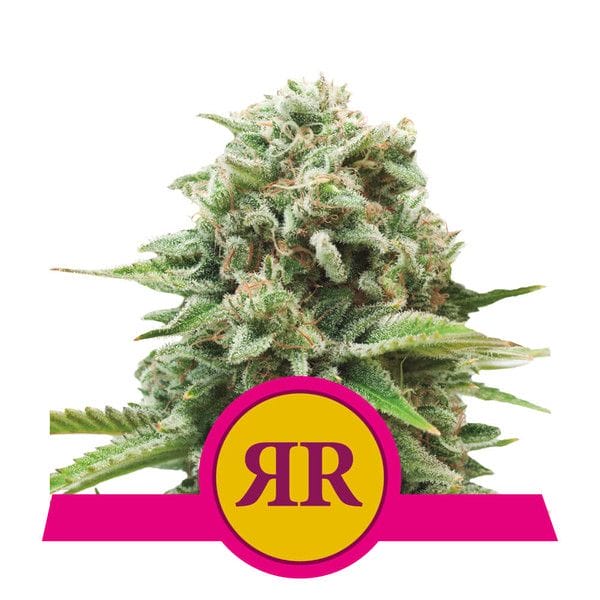 Royal Runtz Feminised Cannabis Seeds by Royal Queen Seeds