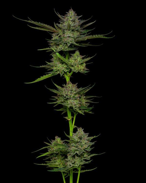 Sour Apple Auto Feminised Cannabis Seeds by Humboldt Seed Co.