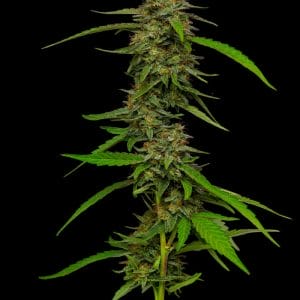 Strawberry Cheesecake Feminised Cannabis Seeds by Humboldt Seed Co.