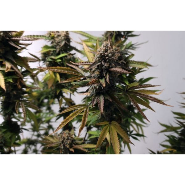 Strawberry Chemdawg OG Feminised Cannabis Seeds by Super Sativa Seed Club