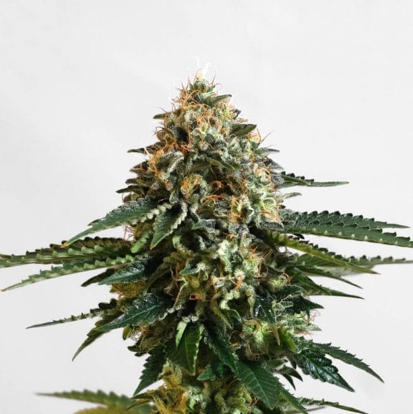 Kannabia THCV Feminised Cannabis Seeds by Kannabia
