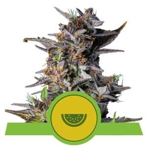 Watermelon Auto Feminised Cannabis Seeds by Royal Queen Seeds