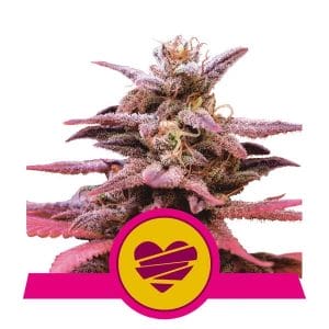 Wedding Crasher Feminised Cannabis Seeds by Royal Queen Seeds