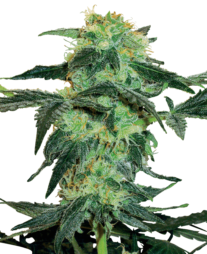 White Ice Regular Cannabis Seeds by White Label Seed Company