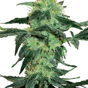 White Ice Regular Cannabis Seeds by White Label Seed Company