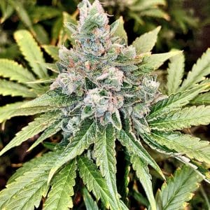9 Alarm Regular Cannabis Seeds by Jinxproof Genetics