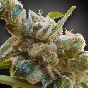 Relax CBD Feminised Cannabis Seeds by Paradise Seeds