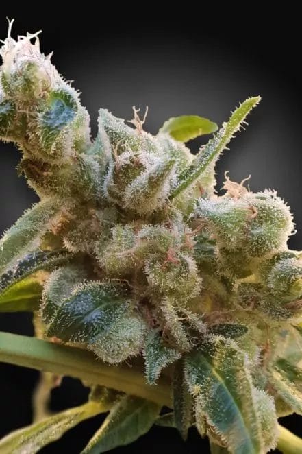 Relax CBD Feminised Cannabis Seeds by Paradise Seeds