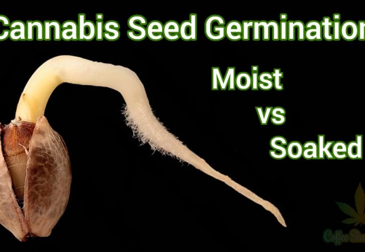 How to Maximise Cannabis Seed Germination: Moist vs Soaked