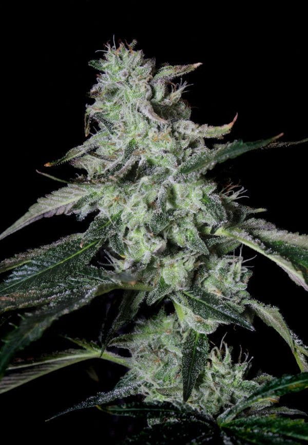 Forbidden Cake Feminised Cannabis Seeds by Elev8 Seeds