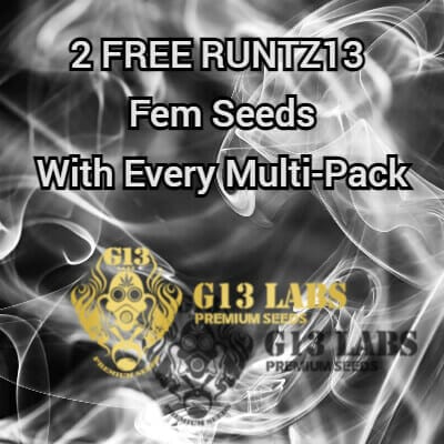 2 FREE Runtz 13 Feminised seeds with every G13 Labs multi pack purchased