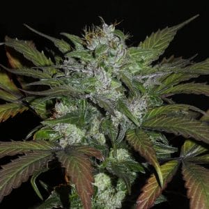 Sheberghan Hashplant Regular Cannabis Seeds by Khalifa Genetics