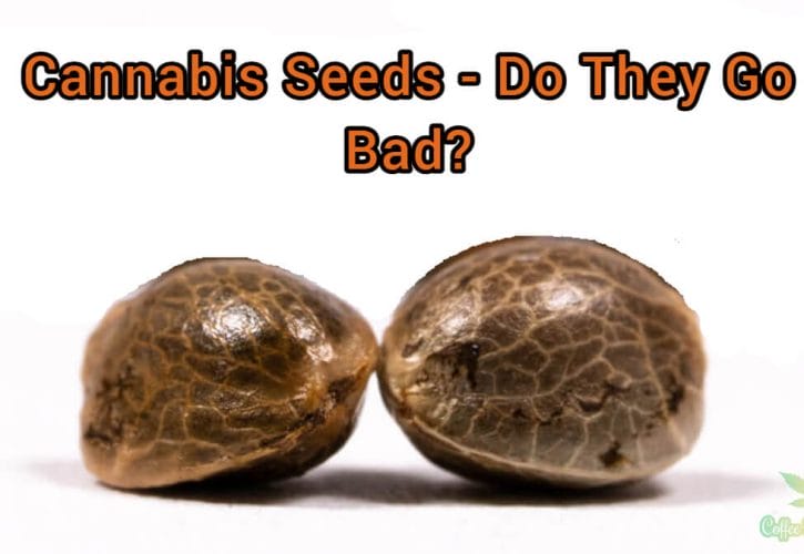 The truth About Cannabis Seeds – Do They Go Bad?
