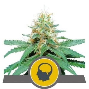 Amnesia Haze Regular Cannabis Seeds by Royal Queen Seeds