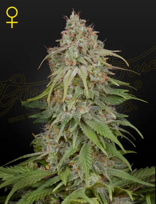 GH Amnesia Feminised Cannabis Seeds by Greenhouse Seed Co