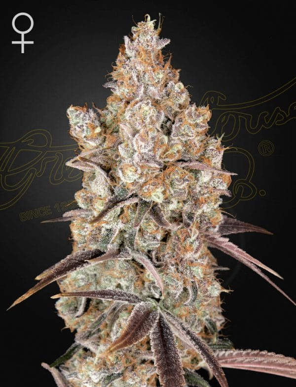 Holy Snow Feminised Cannabis Seeds by Greenhouse Seed Co
