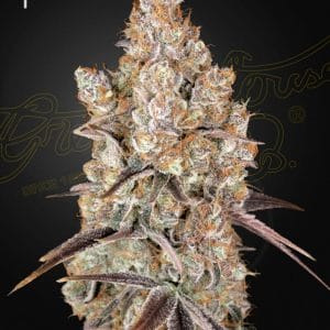Holy Snow Feminised Cannabis Seeds by Greenhouse Seed Co