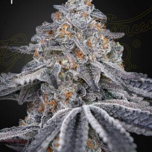 Velvet Moon Feminised Cannabis Seeds by Greenhouse Seed Co