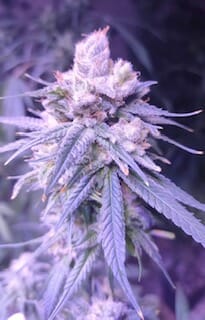 Gifted CBD Feminised Cannabis Seeds by Lineage Genetics