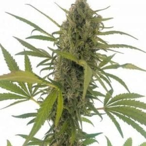 Gorilla Snow Ultra CBD Feminised Cannabis Seeds by Elite Seeds