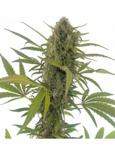 Gorilla Snow Ultra CBD Feminised Cannabis Seeds by Elite Seeds