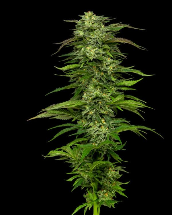 Dream Queen Feminised Cannabis Seeds by Humboldt Seed Co.