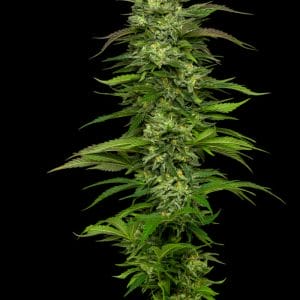 Dream Queen Feminised Cannabis Seeds by Humboldt Seed Co.