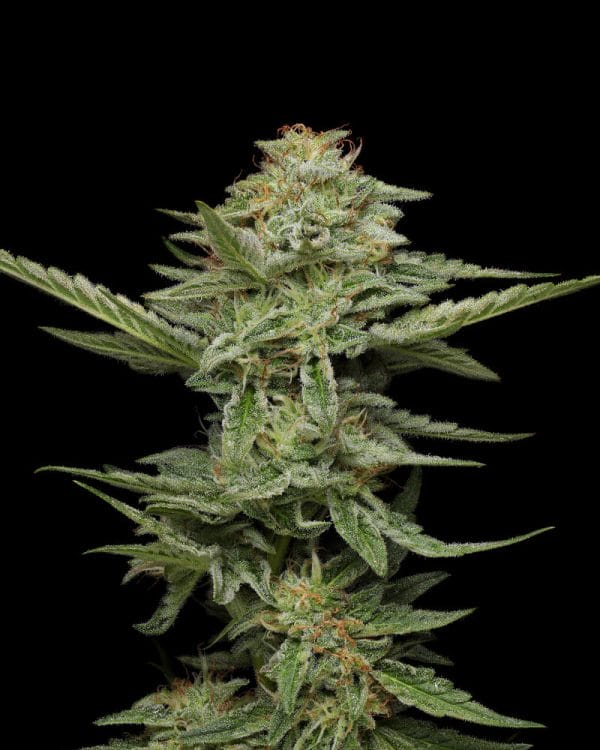 Pistachio Feminised Cannabis Seeds by Humboldt Seed Co